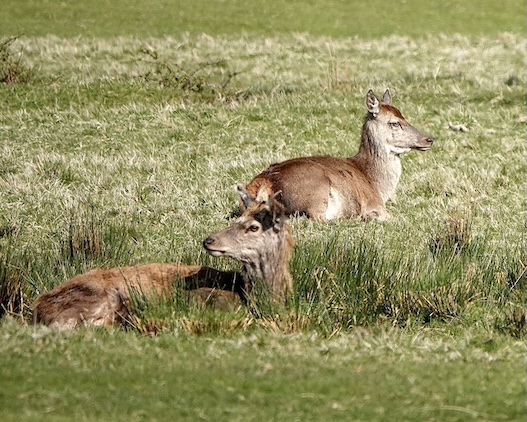 red deer
